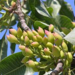 TERRA E IDENTITÀ. Il pistacchio tenace lega la Palestina alla Sicilia