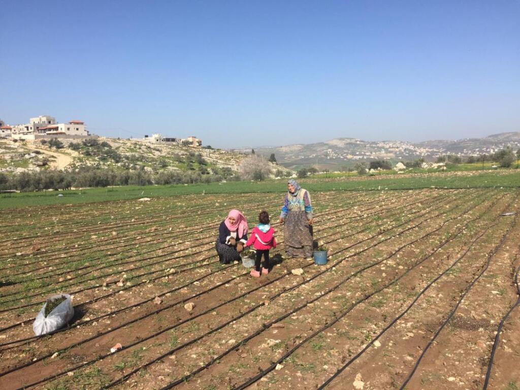 Il campo piantato a menta ad Al-Arrabeh